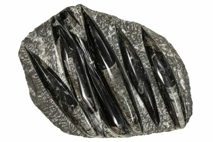 Polished Fossil Orthoceras (Cephalopod) Plate - Morocco #341453